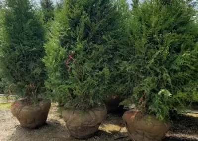 Affordable Landscaping Company